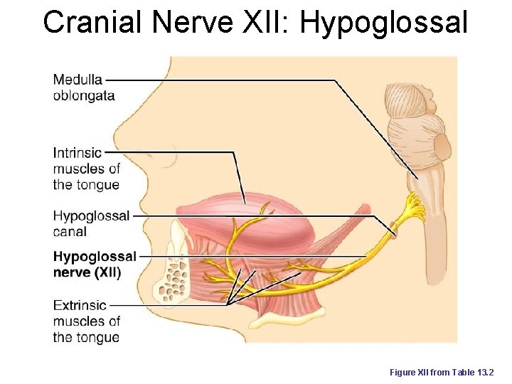 Cranial Nerve XII: Hypoglossal Figure XII from Table 13. 2 