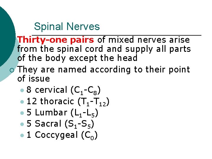 Spinal Nerves Thirty-one pairs of mixed nerves arise from the spinal cord and supply