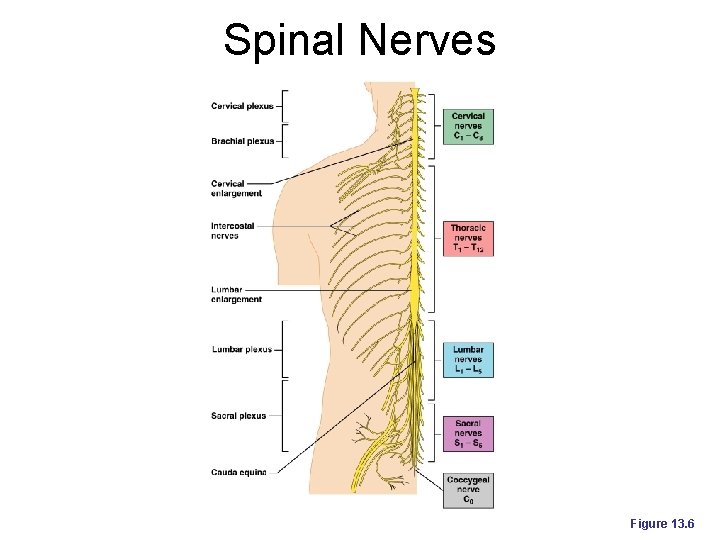 Spinal Nerves Figure 13. 6 