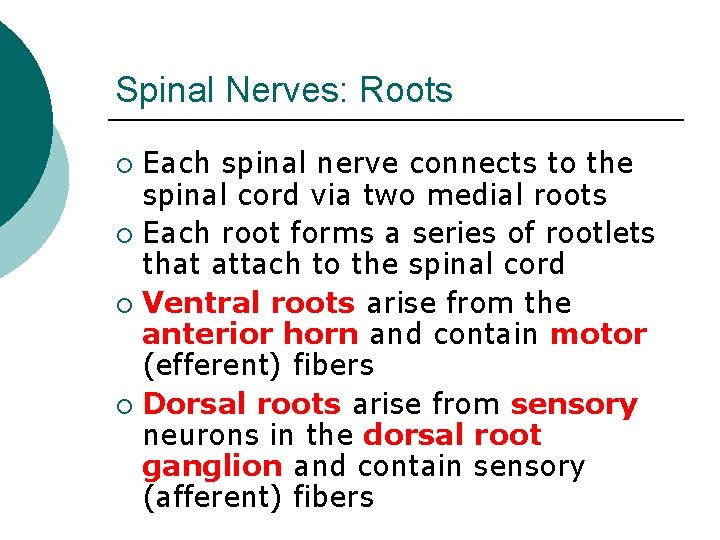 Spinal Nerves: Roots Each spinal nerve connects to the spinal cord via two medial