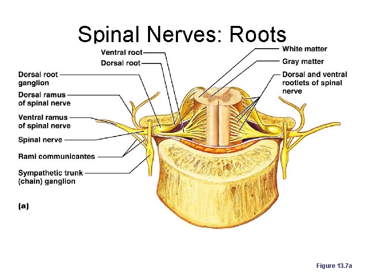 Spinal Nerves: Roots Figure 13. 7 a 