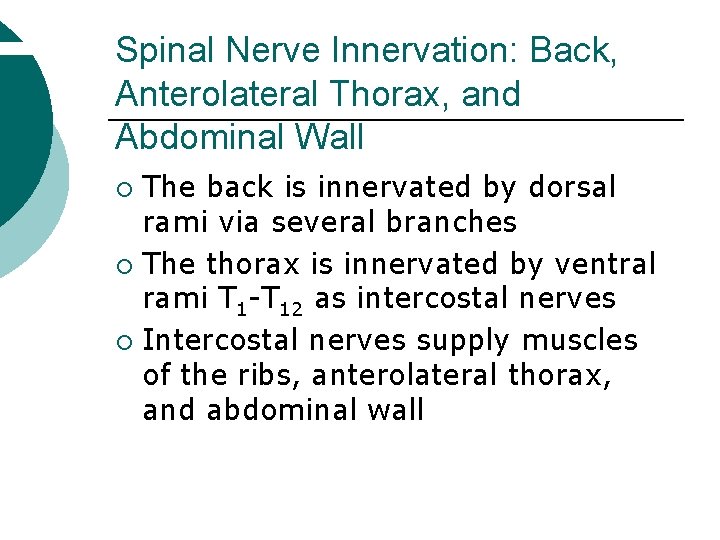 Spinal Nerve Innervation: Back, Anterolateral Thorax, and Abdominal Wall The back is innervated by