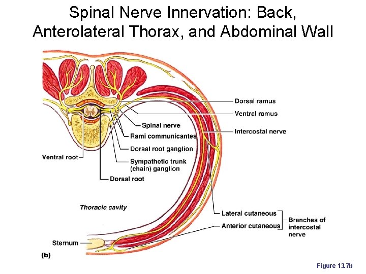 Spinal Nerve Innervation: Back, Anterolateral Thorax, and Abdominal Wall Figure 13. 7 b 