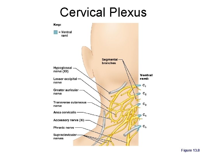 Cervical Plexus Figure 13. 8 