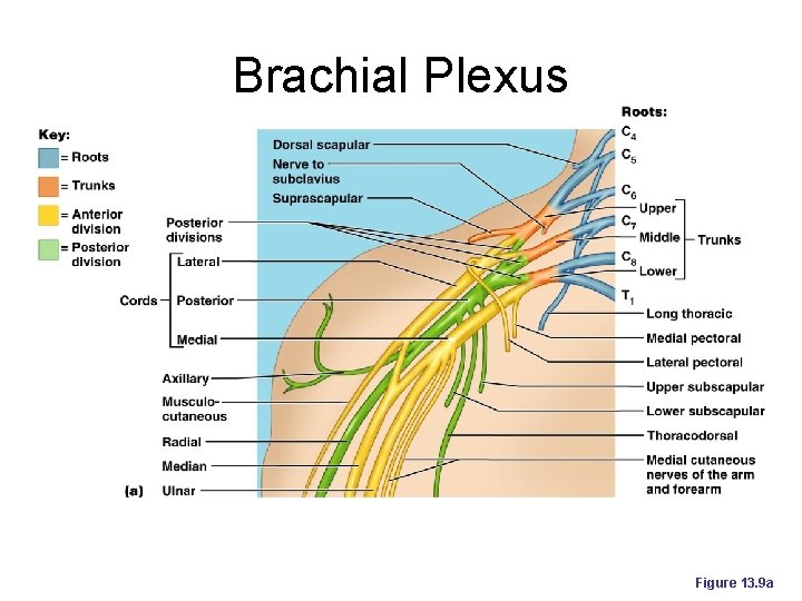 Brachial Plexus Figure 13. 9 a 