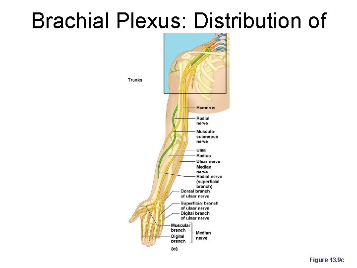 Brachial Plexus: Distribution of Nerves Figure 13. 9 c 