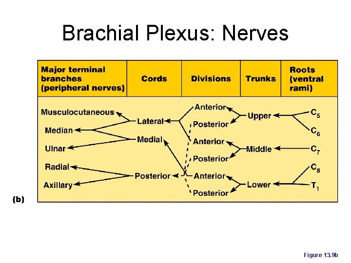 Brachial Plexus: Nerves Figure 13. 9 b 