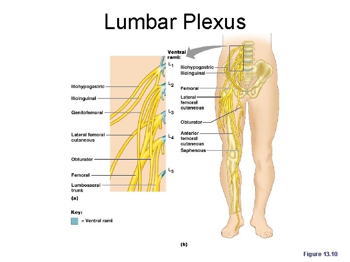 Lumbar Plexus Figure 13. 10 