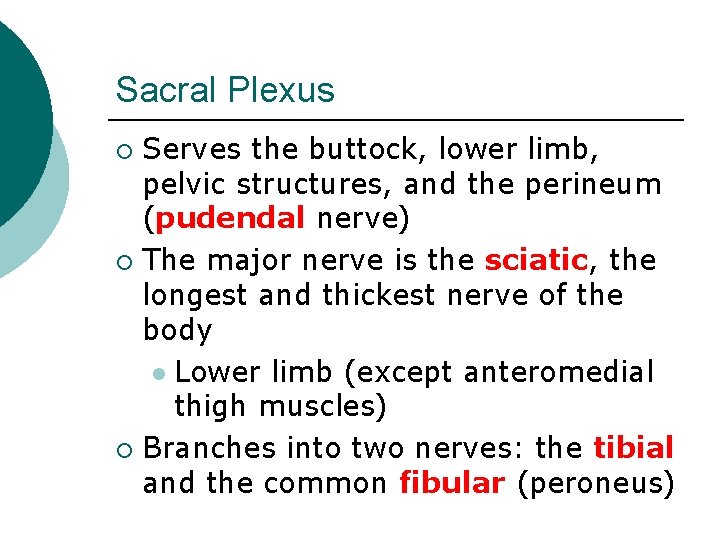 Sacral Plexus Serves the buttock, lower limb, pelvic structures, and the perineum (pudendal nerve)