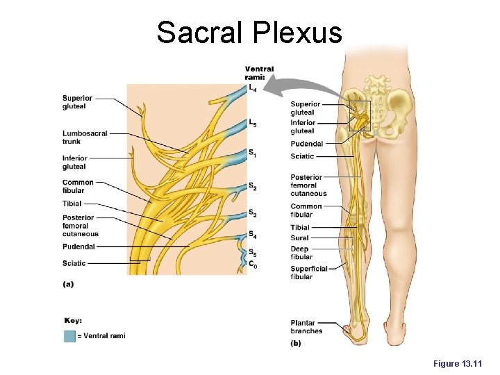 Sacral Plexus Figure 13. 11 