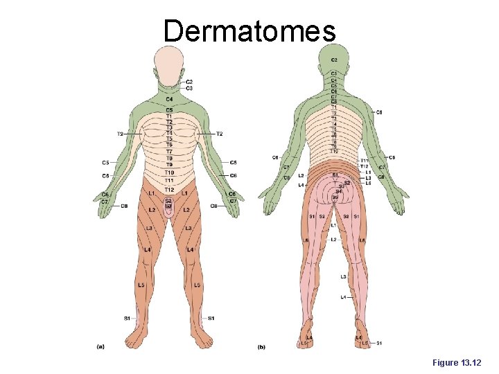 Dermatomes Figure 13. 12 