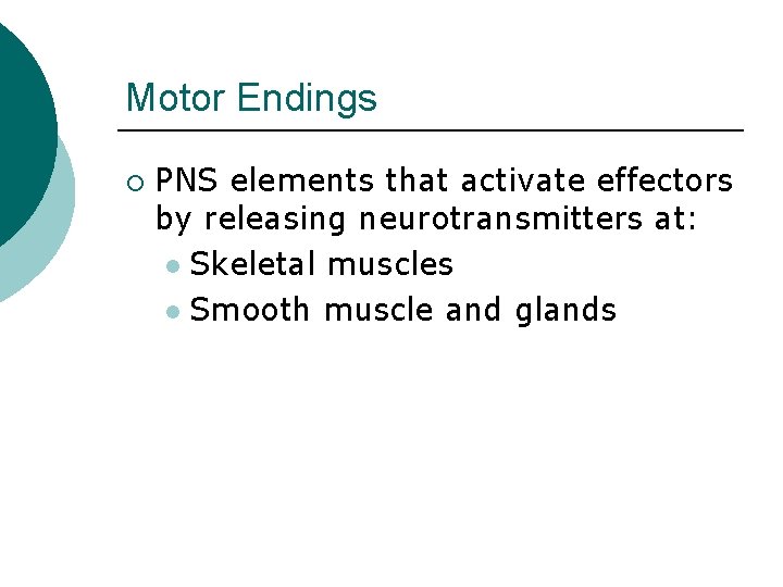 Motor Endings ¡ PNS elements that activate effectors by releasing neurotransmitters at: l Skeletal