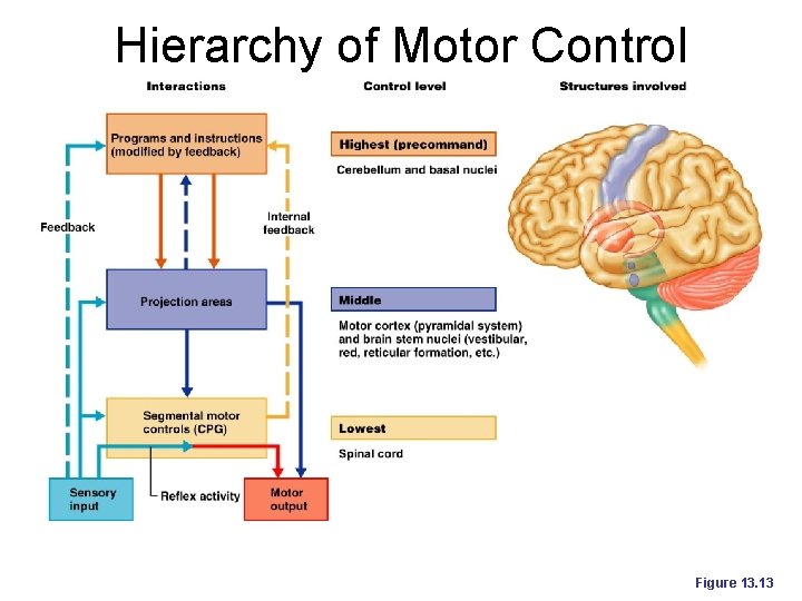 Hierarchy of Motor Control Figure 13. 13 