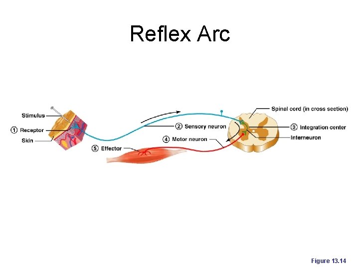 Reflex Arc Figure 13. 14 