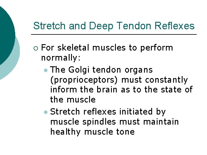 Stretch and Deep Tendon Reflexes ¡ For skeletal muscles to perform normally: l The