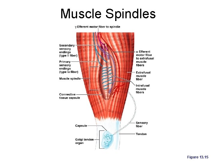 Muscle Spindles Figure 13. 15 