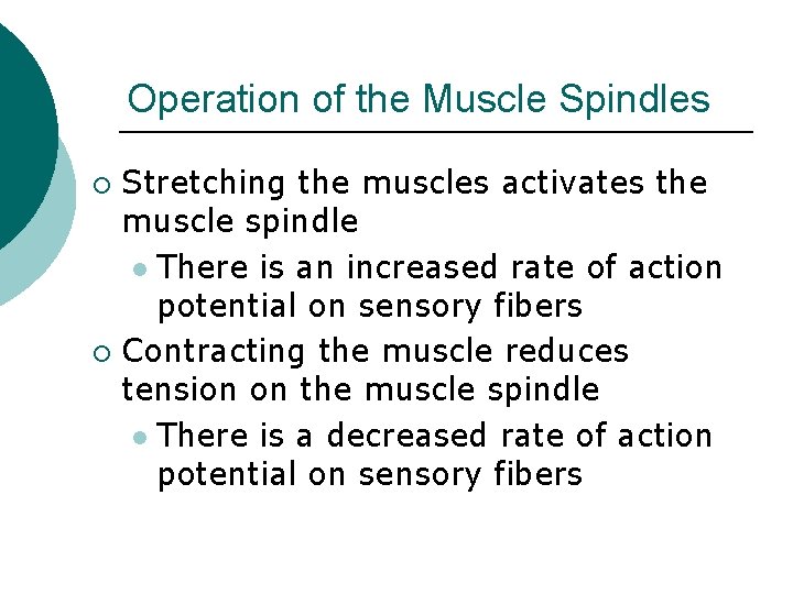 Operation of the Muscle Spindles Stretching the muscles activates the muscle spindle l There