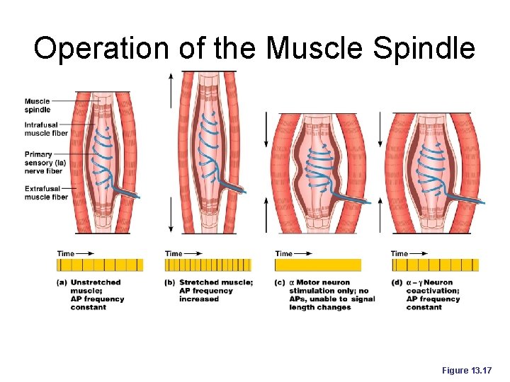 Operation of the Muscle Spindle Figure 13. 17 