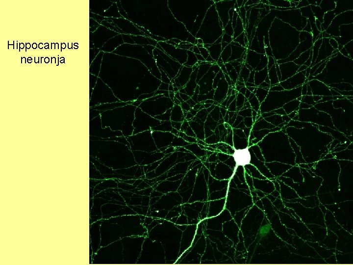 Hippocampus neuronja 