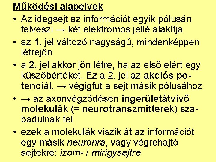 Működési alapelvek • Az idegsejt az információt egyik pólusán felveszi → két elektromos jellé