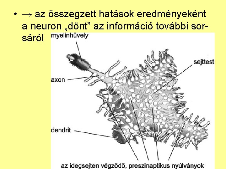  • → az összegzett hatások eredményeként a neuron „dönt” az információ további sorsáról