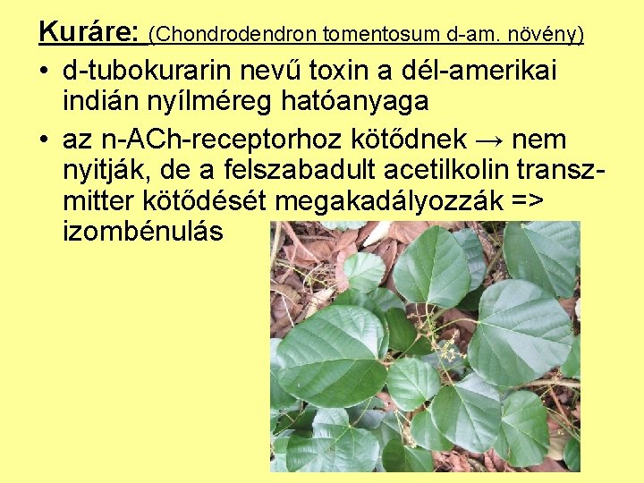 Kuráre: (Chondrodendron tomentosum d-am. növény) • d-tubokurarin nevű toxin a dél-amerikai indián nyílméreg hatóanyaga