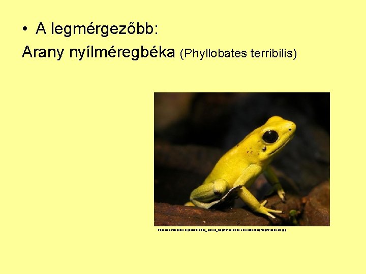  • A legmérgezőbb: Arany nyílméregbéka (Phyllobates terribilis) https: //en. wikipedia. org/wiki/Golden_poison_frog#/media/File: Schrecklicherpfeilgiftfrosch-01. jpg
