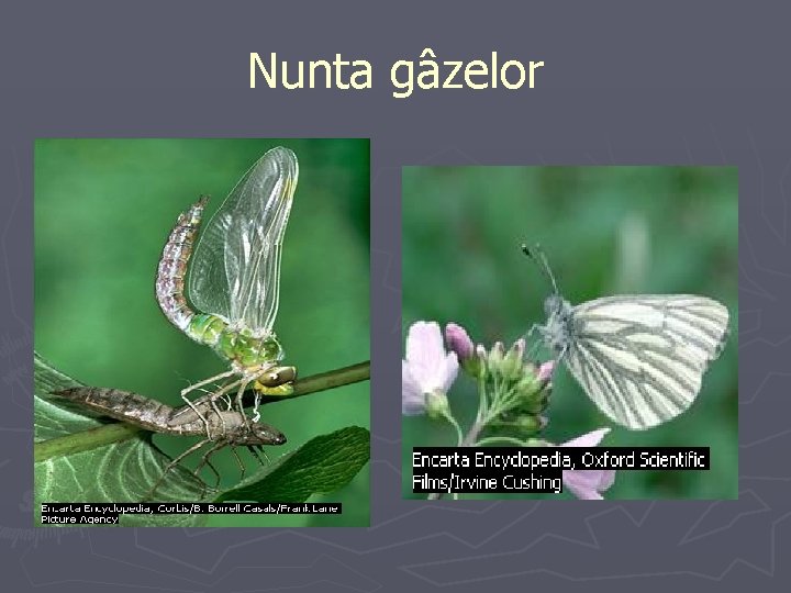 Nunta gâzelor 