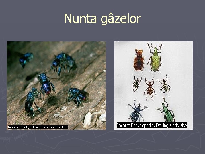 Nunta gâzelor 
