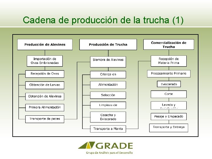 Cadena de producción de la trucha (1) 