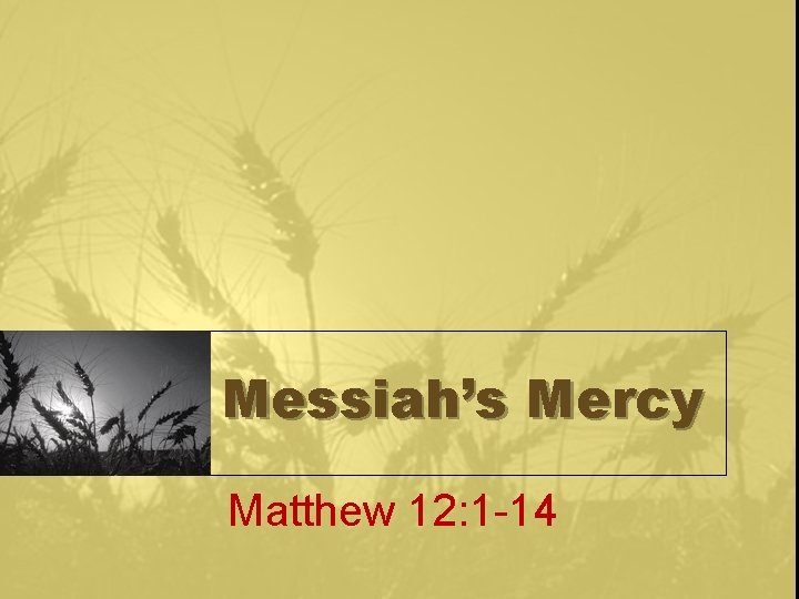 Messiah’s Mercy Matthew 12: 1 -14 