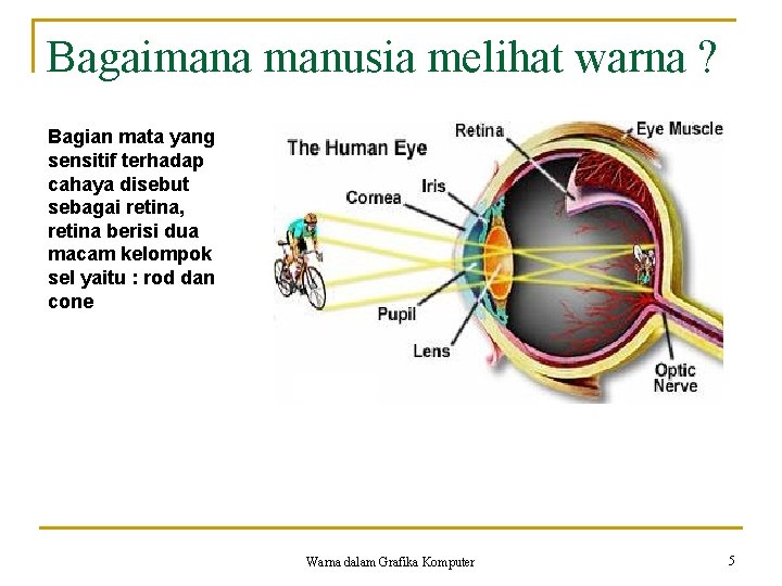Bagaimana manusia melihat warna ? Bagian mata yang sensitif terhadap cahaya disebut sebagai retina,