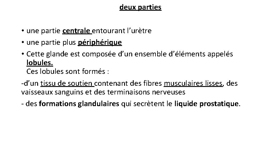 deux parties • une partie centrale entourant l’urètre • une partie plus périphérique deux parties • une partie centrale entourant l’urètre • une partie plus périphérique