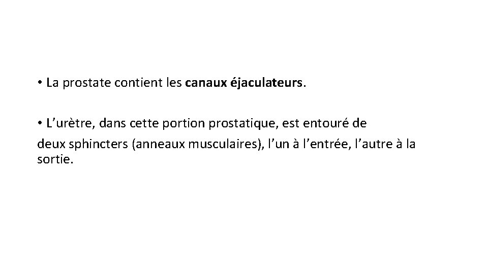 • La prostate contient les canaux éjaculateurs. • L’urètre, dans cette portion prostatique, • La prostate contient les canaux éjaculateurs. • L’urètre, dans cette portion prostatique,