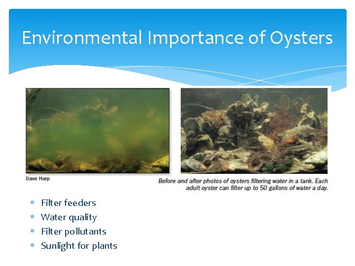 Environmental Importance of Oysters Filter feeders Water quality Filter pollutants Sunlight for plants 