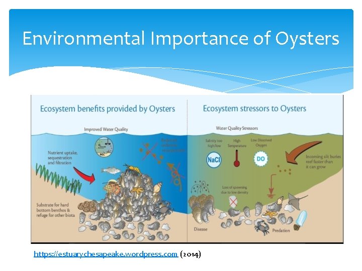 Environmental Importance of Oysters https: //estuarychesapeake. wordpress. com (2014) 
