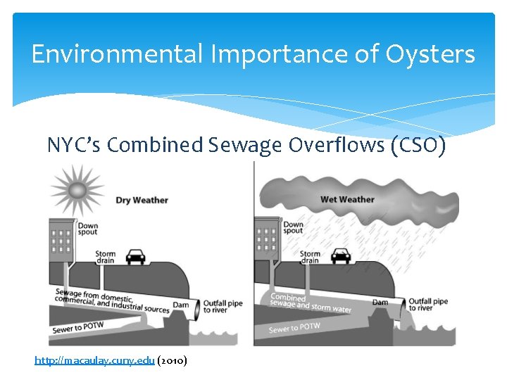 Environmental Importance of Oysters NYC’s Combined Sewage Overflows (CSO) http: //macaulay. cuny. edu (2010)
