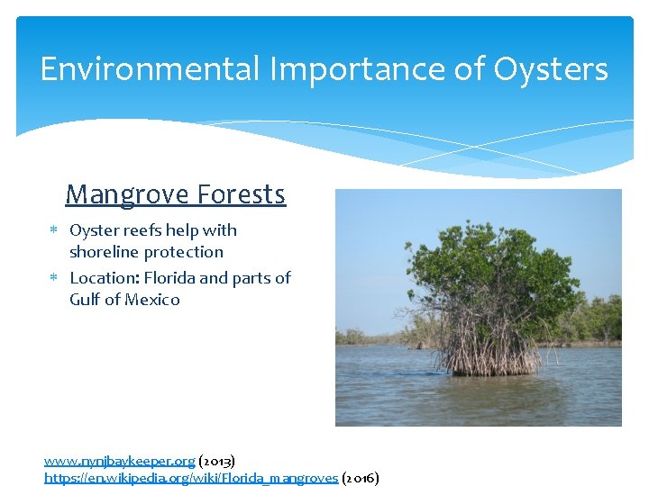 Environmental Importance of Oysters Mangrove Forests Oyster reefs help with shoreline protection Location: Florida