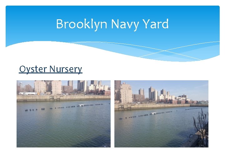 Brooklyn Navy Yard Oyster Nursery 