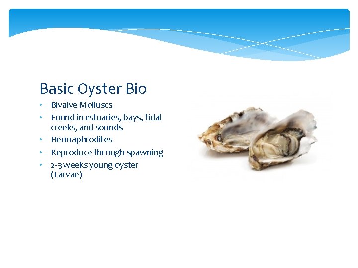 Basic Oyster Bio • Bivalve Molluscs • Found in estuaries, bays, tidal creeks, and