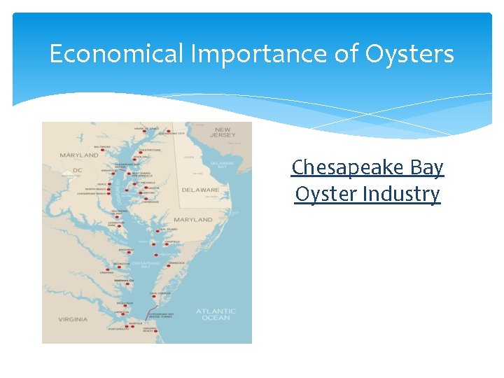 Economical Importance of Oysters Chesapeake Bay Oyster Industry 