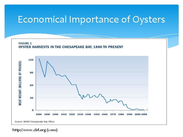 Economical Importance of Oysters http: //www. cbf. org (2010) 