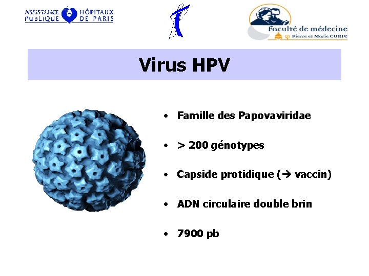 VIROLOGIE Virus HPV • Famille des Papovaviridae • > 200 génotypes • Capside protidique