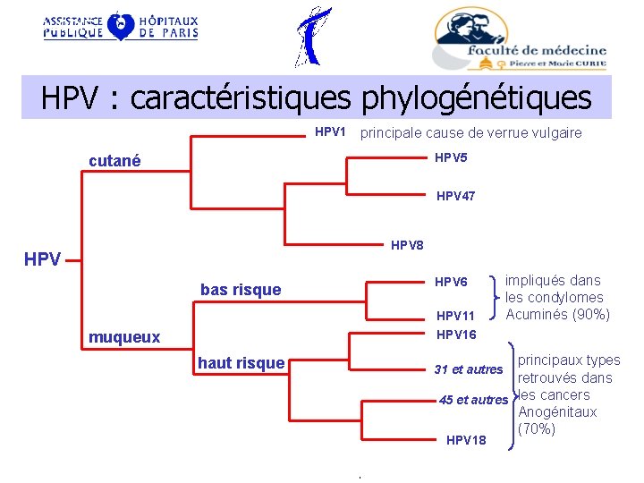 VIROLOGIE HPV : caractéristiques phylogénétiques HPV 1 principale cause de verrue vulgaire HPV 5