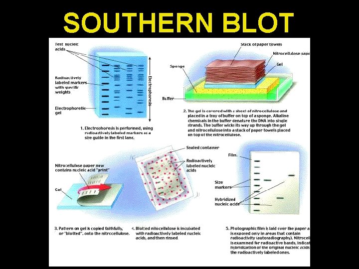 SOUTHERN BLOT 