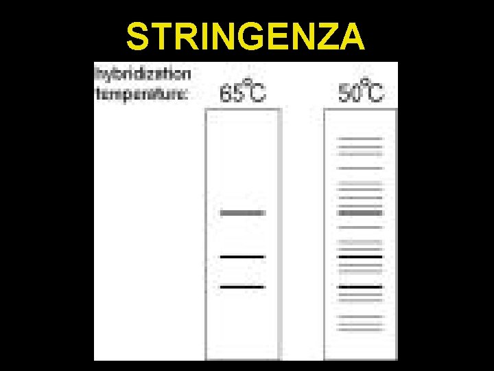 STRINGENZA 