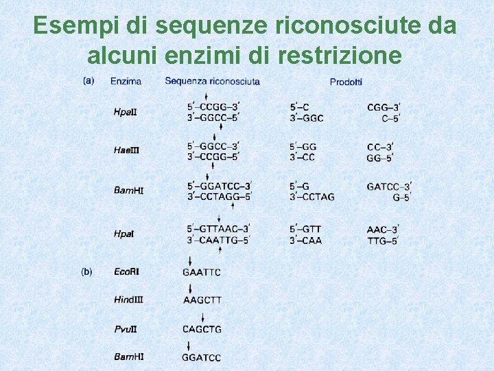 Esempi di sequenze riconosciute da alcuni enzimi di restrizione 
