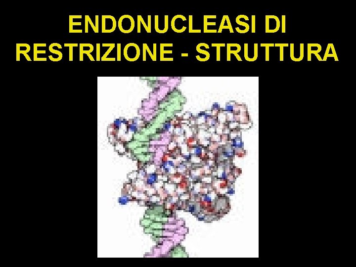 ENDONUCLEASI DI RESTRIZIONE - STRUTTURA 