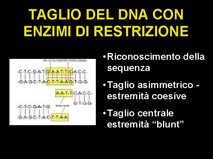 TAGLIO DEL DNA CON ENZIMI DI RESTRIZIONE • Riconoscimento della sequenza • Taglio asimmetrico