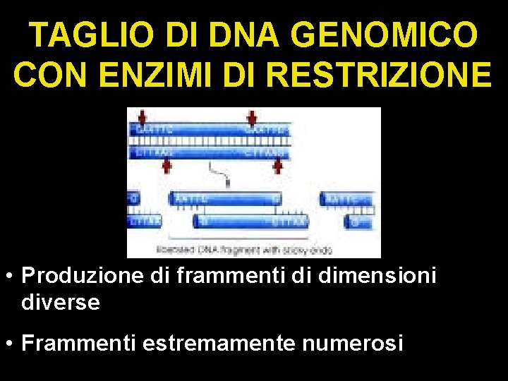 TAGLIO DI DNA GENOMICO CON ENZIMI DI RESTRIZIONE • Produzione di frammenti di dimensioni